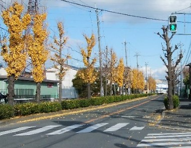 無色の並木道