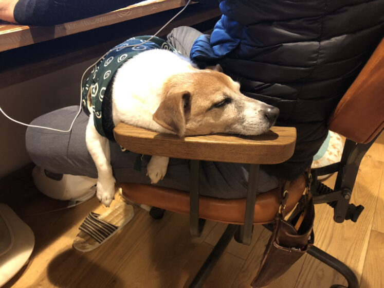 日本一ちゃんちゃんこが似合う犬
