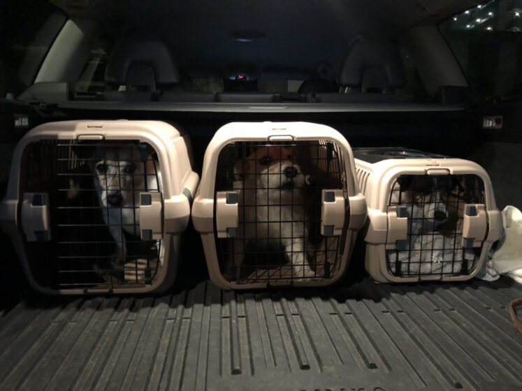 犬たちの通勤スタイル