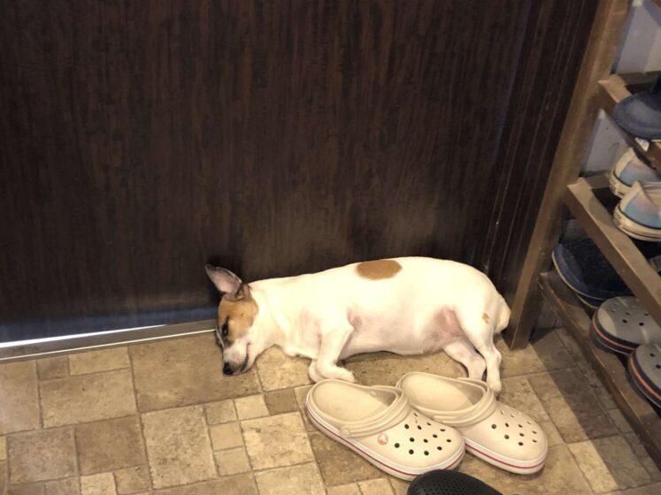 今日のわんこズ